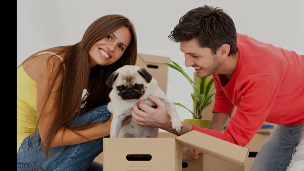 Preparing Pets for a Move: Tips and Recommendations